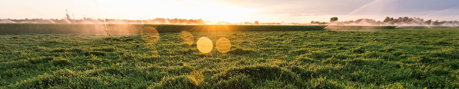 The sun rises over a Wisconsin field.