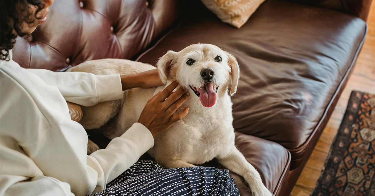 A person pets a dog sitting on a couch