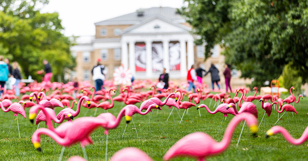 Plastic lawn flamingos cover Bascom Hill